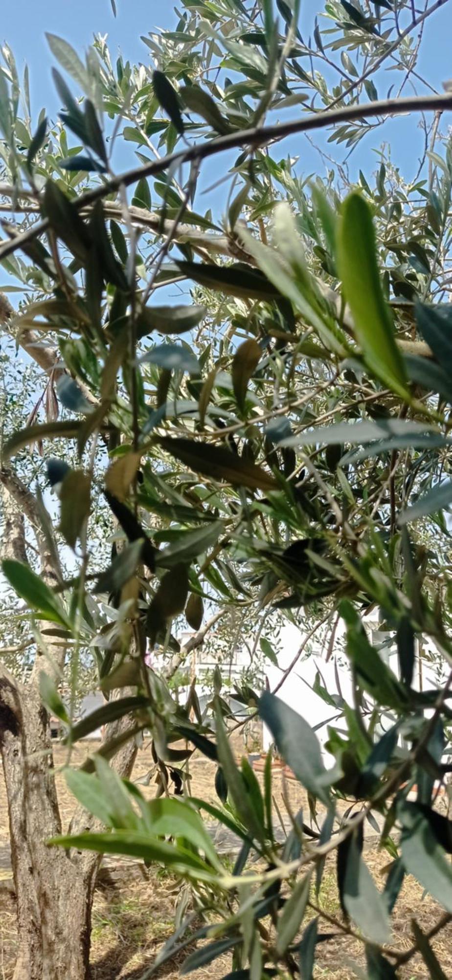 Appartamento La Pica Marina Anacapri Esterno foto