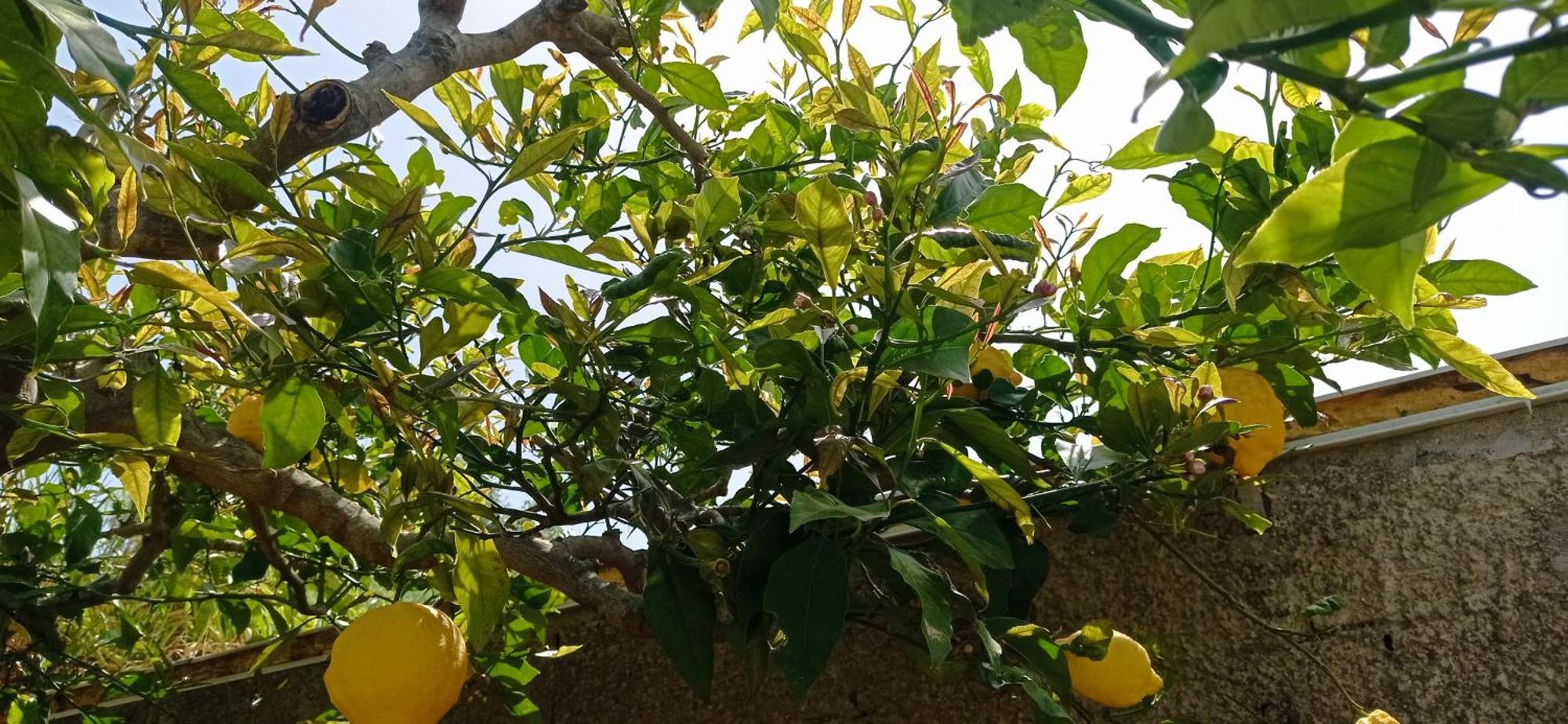 Appartamento La Pica Marina Anacapri Esterno foto